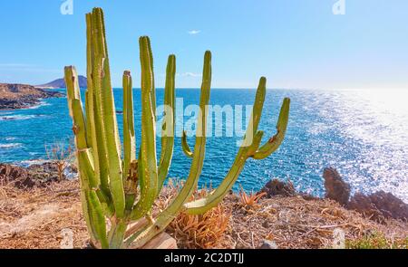 Die Kanarischen Inseln (Euphorbia canariensis) auf den Kosten durch das Meer auf Teneriffa, die Kanaren Stockfoto