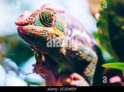 Buntes Panther Chamäleon, Furcifer pardalis, sitzend auf einem Ast. Geringer Fokus. Stockfoto