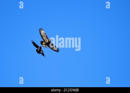 Aaskrähe im Kampf mit einem Gemeinen Bussard Stockfoto