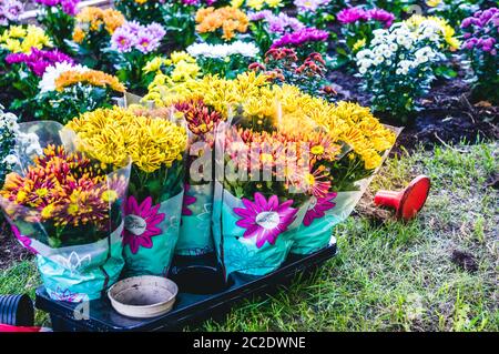 Chrysantheme Blumen in Töpfen in der Nähe Garten bereit, in Boden gepflanzt werden Stockfoto