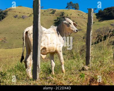 Junge Ochsen, die frei in der Filed leben - Vieh Vieh Stockfoto