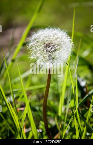 Blühte Löwenzahn in der Natur wächst aus grünem Gras. Stockfoto