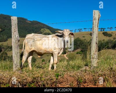 Junge Ochsen, die frei in der Filed leben - Vieh Vieh Stockfoto