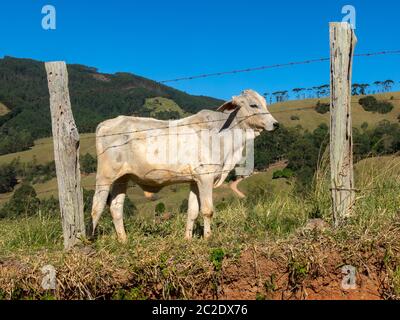 Junge Ochsen, die frei in der Filed leben - Vieh Vieh Stockfoto