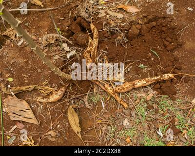 Cassava Knolle vor kurzem geerntet Stockfoto