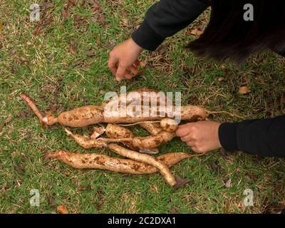 Cassava Knolle vor kurzem geerntet Stockfoto