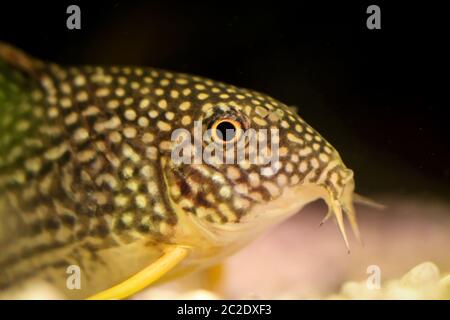 Detail eines Wels, Fische im Aquarium Stockfoto