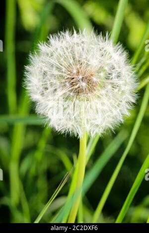 Blühte Löwenzahn in der Natur wächst aus grünem Gras. Stockfoto