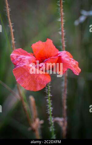 Papaver Rhoeas Trivialnamen sind Klatschmohn, Mais rose, Feld Mohn, Flandern Mohn, roter Mohn, roter Unkraut, Coquelicot Stockfoto