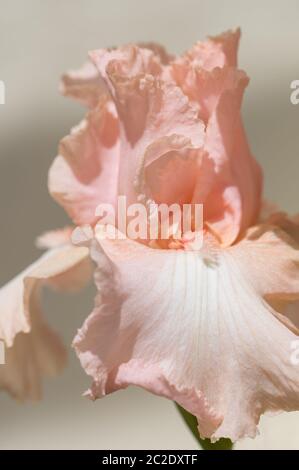 Iris Germanica Beverly Sills in voller Blüte. Makrobilder Stockfoto