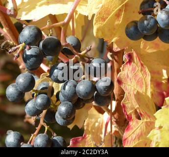 Blaue Trauben und gelb verwelkte Weinblätter Stockfoto