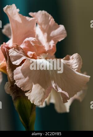Iris Germanica Beverly Sills in voller Blüte. Makrobilder Stockfoto