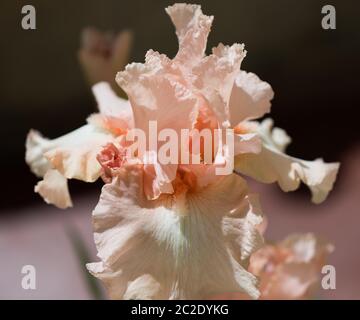 Iris Germanica Beverly Sills in voller Blüte. Makrobilder Stockfoto