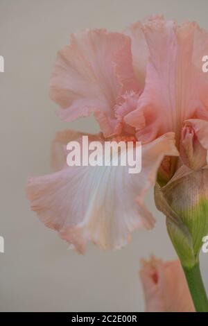 Iris Germanica Beverly Sills in voller Blüte. Makrobilder Stockfoto