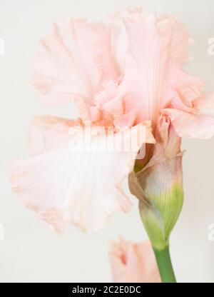 Iris Germanica Beverly Sills in voller Blüte. Makrobilder Stockfoto