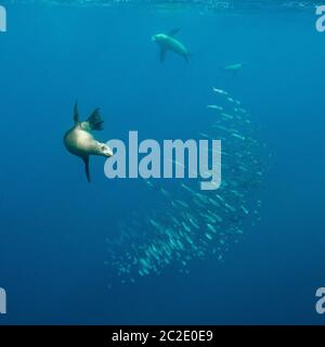 Kalifornische Seelöwen jagen Sardinen. Stockfoto