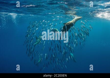 Kalifornische Seelöwen jagen Sardinen. Stockfoto