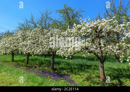 Alter Obstgarten mit kleinen blühenden Obstbäumen in einer diagonalen Reihe Stockfoto