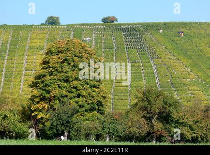 Süddeutscher Weinberg mit grünen und gelben Weinblättern und Laubbäumen im Vordergrund Stockfoto