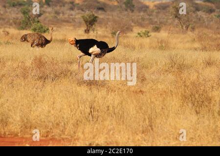 Somalische Straußenpaare in der Savanne Kenias Stockfoto