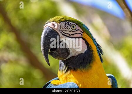 Farbenfrohe Aras in der Vegetation des brasilianischen Regenwaldes Stockfoto