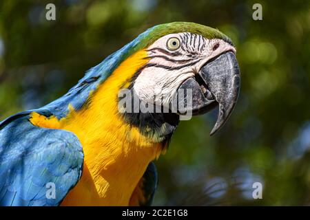 Ara zwischen der Vegetation des brasilianischen Regenwaldes Stockfoto