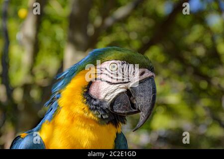 Ara in der Vegetation des brasilianischen Regenwaldes Stockfoto