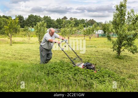 Schneiden des Grases auf einem Apfelgarten mit einem Benzin angetriebenen Rasenmäher, Eglinton Growers Zuteilungen, Kilwinning, Ayrshire, Schottland, Großbritannien Stockfoto