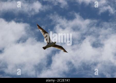 Eingeflügelte Möwe mit ausgestreckten Flügeln gleitet mit weißer Wolke gegen Blau Stockfoto