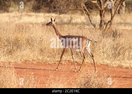 Gerenuk in Kenia Stockfoto