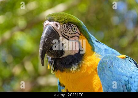 Ein Ara in der Vegetation des brasilianischen Regenwaldes Stockfoto