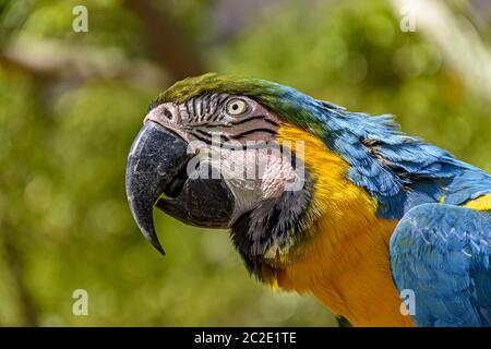 Ara in der Vegetation des grünen brasilianischen Regenwaldes Stockfoto