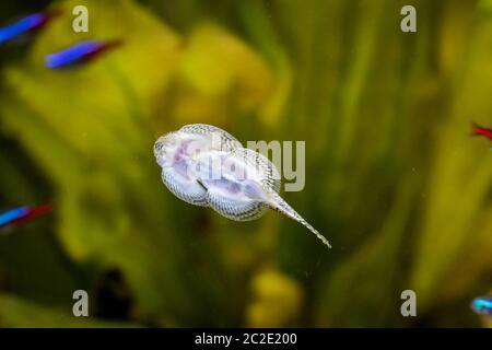 Ein Wels, saugt auf eine Aquarienscheibe Stockfoto