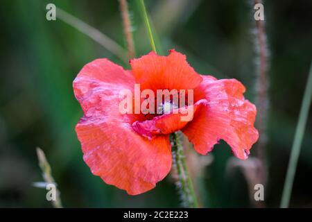 Papaver Rhoeas Trivialnamen sind Klatschmohn, Mais rose, Feld Mohn, Flandern Mohn, roter Mohn, roter Unkraut, Coquelicot Stockfoto