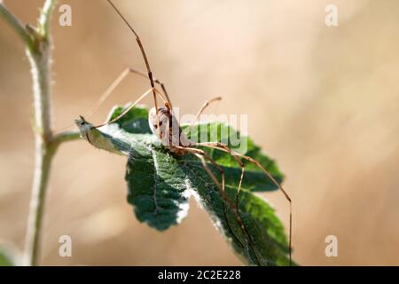 Eine Spinne ist ein sehr nützliches Tier, das sich oft in Ecken und im Netz versteckt Stockfoto