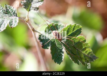 Eine Spinne ist ein sehr nützliches Tier, das sich oft in Ecken und im Netz versteckt Stockfoto