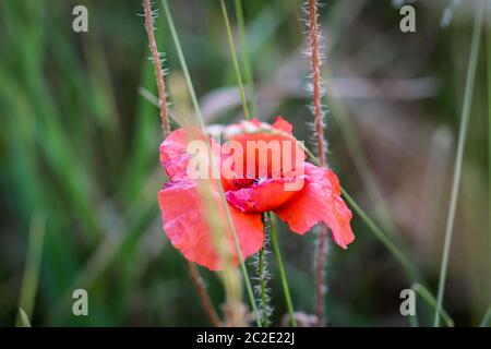 Papaver Rhoeas Trivialnamen sind Klatschmohn, Mais rose, Feld Mohn, Flandern Mohn, roter Mohn, roter Unkraut, Coquelicot Stockfoto