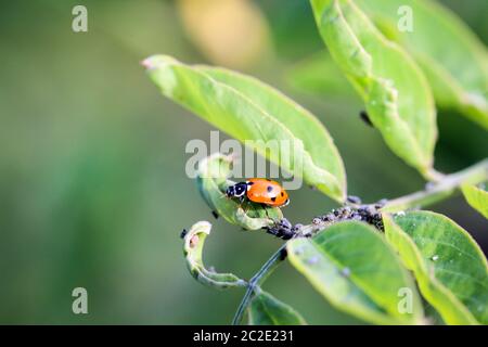 Der Ladybird sitzt auf einem farbigen Blatt. Makrofoto von Ladybug Nahaufnahme. Stockfoto