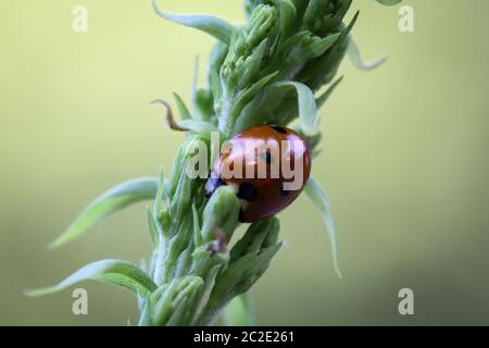 Der Ladybird sitzt auf einem farbigen Blatt. Makrofoto von Ladybug Nahaufnahme. Stockfoto