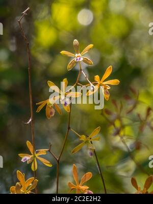 Florida Schmetterling Orchideen (Encyclia tampensis) auch bekannt als rein oder Moor Orchideen in Myakka River State Park in Sarasota Florida USA Stockfoto