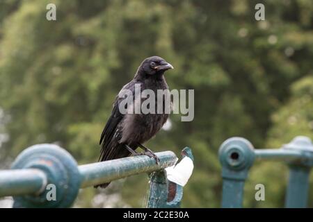 Junge Krähe. Carvus corone (Corvidae) in Abington Park, Northampton, England, Großbritannien. Stockfoto