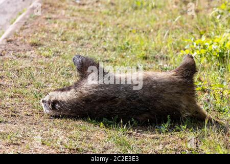 Dachs Meles meles (Carnivora) tot auf der Seite der Straße, Straße töten von einem Auto getroffen zu werden, Grendan Straße, Northamptonshire, England, Großbritannien. Stockfoto