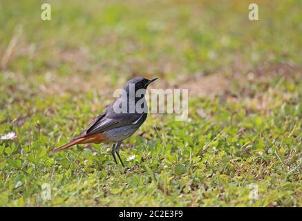 M? Nnchen aus dem Haus rotase Phoenicurus ochruros auf Wiese Stockfoto