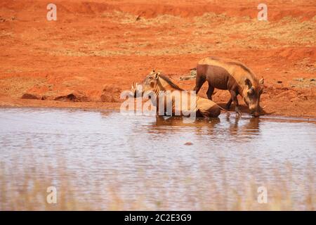 Zwei Warzenschweine baden im Wasserloch. Stockfoto