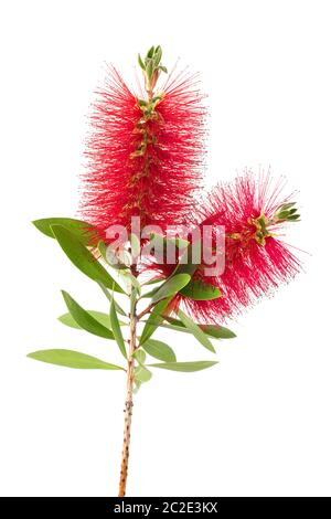 Crimson bottlebrush Blumen auf weißem Hintergrund Stockfoto