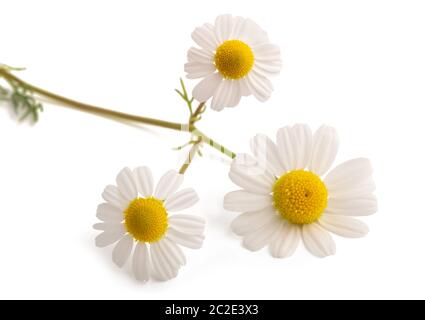 Kamille-Blüte isoliert auf weißem Hintergrund Stockfoto