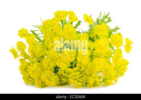 Zypressen Wolfsmilch (Euphorbia cyparissias) auf weißem Hintergrund Stockfoto