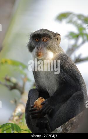 Nahaufnahme eines sykes-Affen mit einer Frucht Stockfoto