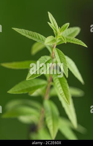 Zitronenverbene isoliert auf weißem Hintergrund Stockfoto