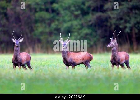 Hirsche auf einer Lichtung in der Wildnis Stockfoto